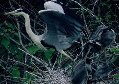 仕事行ってくるね・・・