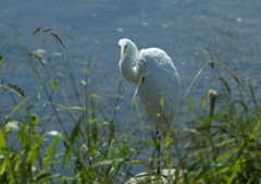 ダイサギくん眼飛ばし・・・②