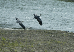 編隊飛行・・・？②