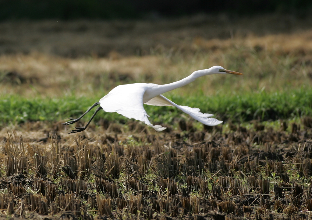 3.飛ぶ・・・②