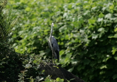 警戒心・・・②