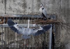 巣材を運ぶ・・・②