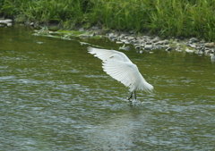 自慢の翼だねっ・・・