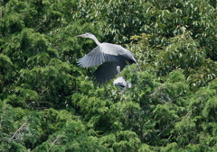 おっ！　すごいっ！