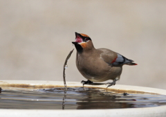 水飲み場