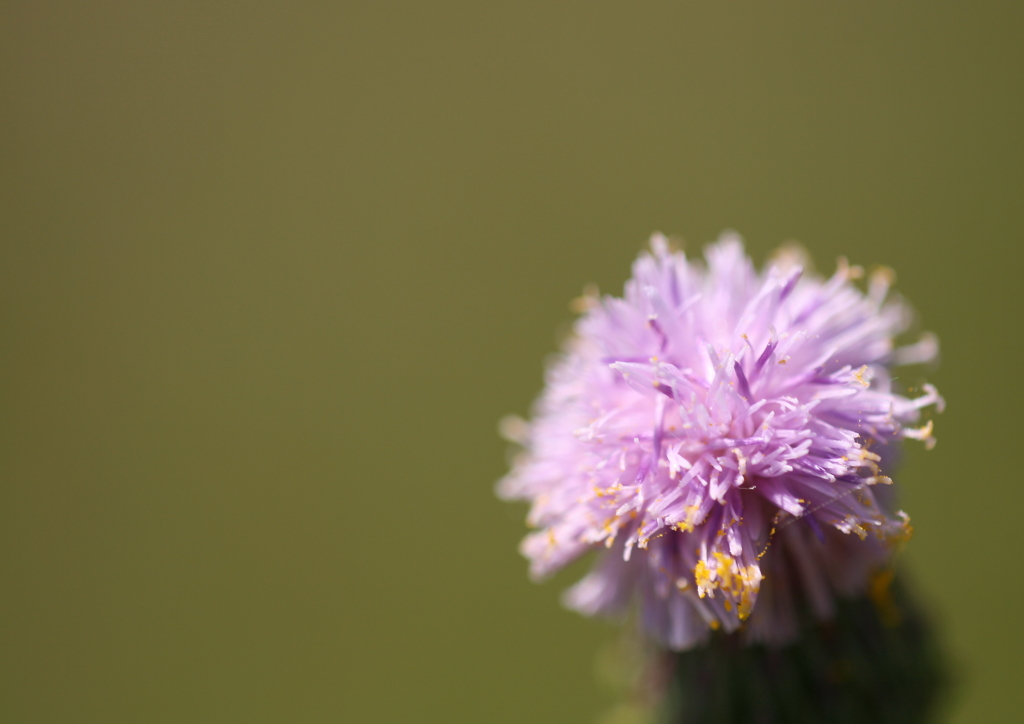 美味しそう・・・