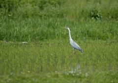 水田散策・・・