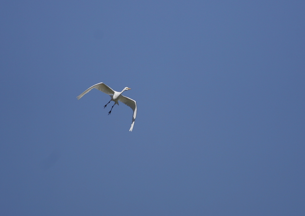 大空を舞う・・・②