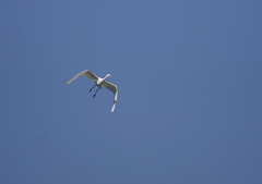 大空を舞う・・・②