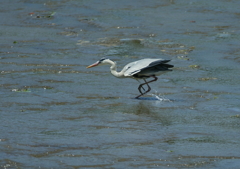 獲物を狙って・・・③
