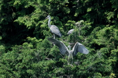 巣立ち間近に・・・②