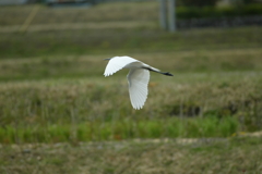 ダイサギ・・・