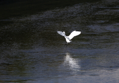 ダイサギの舞い・・・④