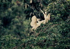 じゃれ合い。。。