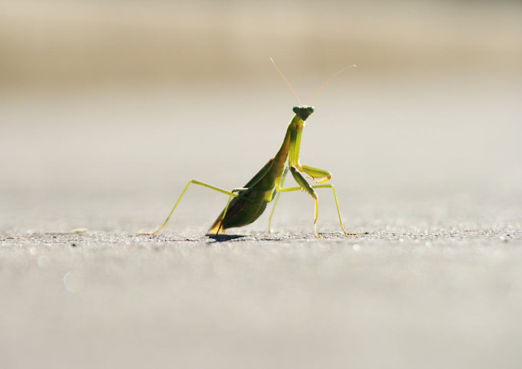 カマキリさん(^-^)