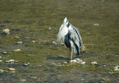 ボサボサだね・・・