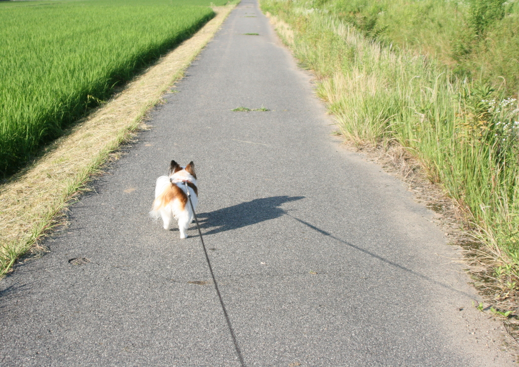 お散歩(^-^)・・・