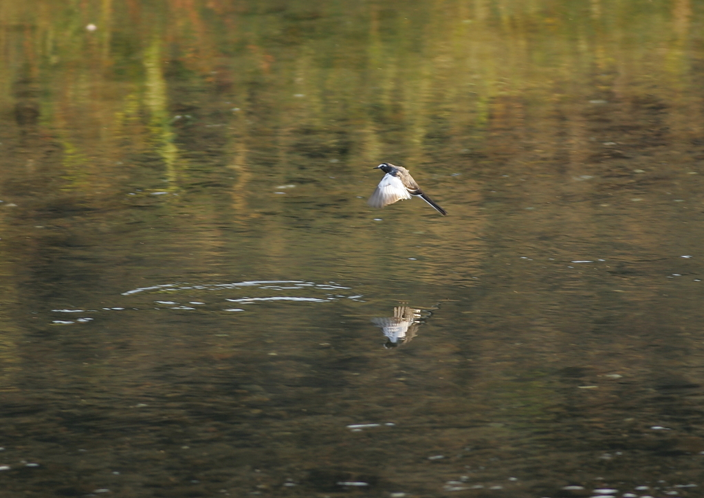 セキレイ、ジャ～ンプ・・・