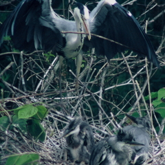 3．巣の補強・・・