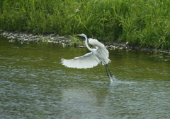 あれまっ、どっか行っちゃうの？・・・
