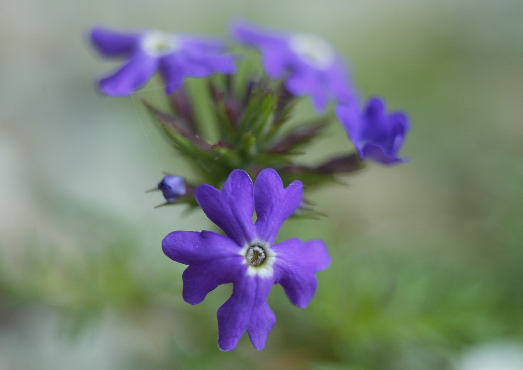 紫のお花・・・③