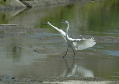 お～ぃ、こっちこっち・・・。