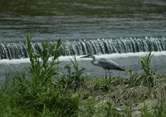 これから狩りですか？・・・