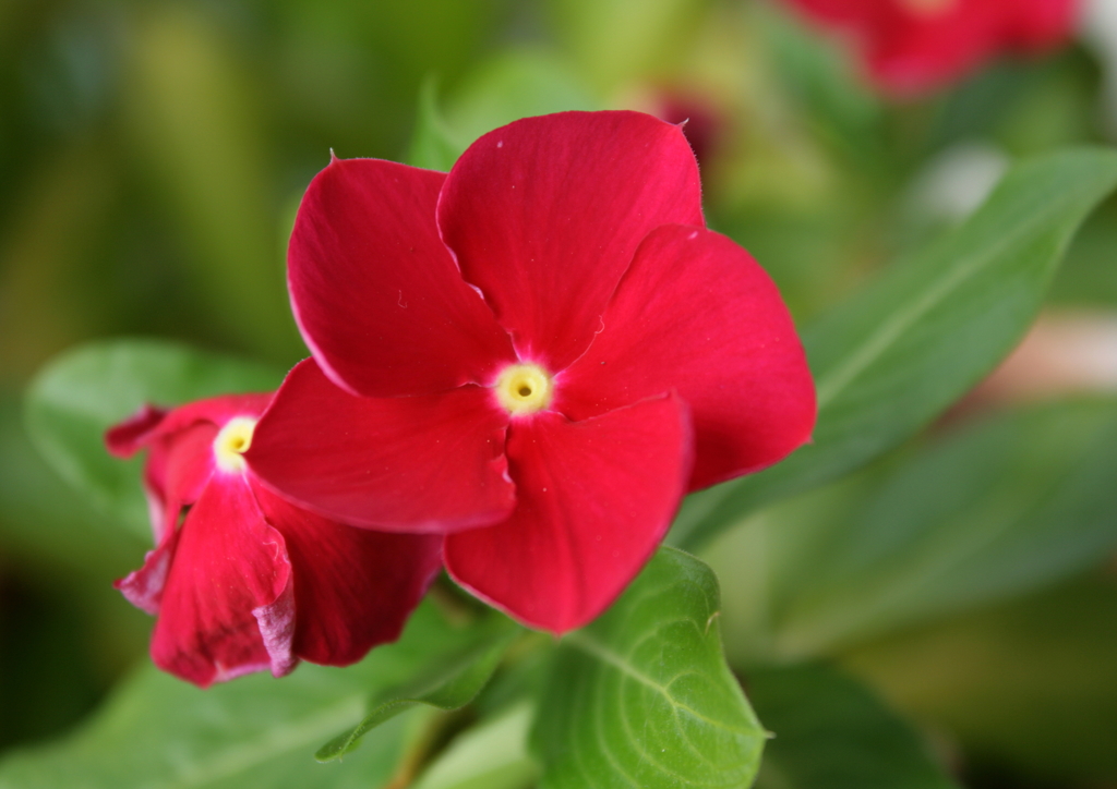 お花(^-^)②