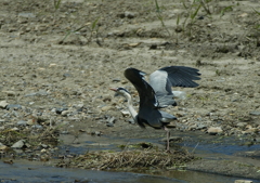 さぁ、飛ぶよっ・・・