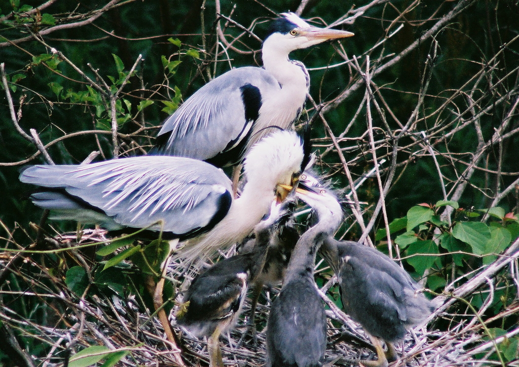おかあさん、おなかすいたよ！