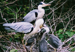 おかあさん、おなかすいたよ！