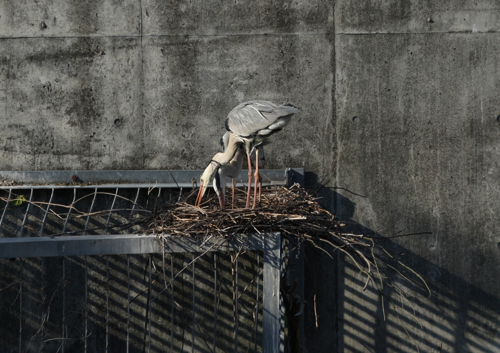 夫婦で力を合わせて・・・