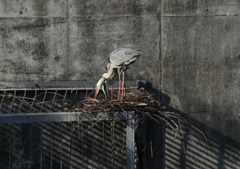 夫婦で力を合わせて・・・