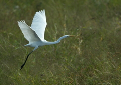 2.純白の妖精・・・②