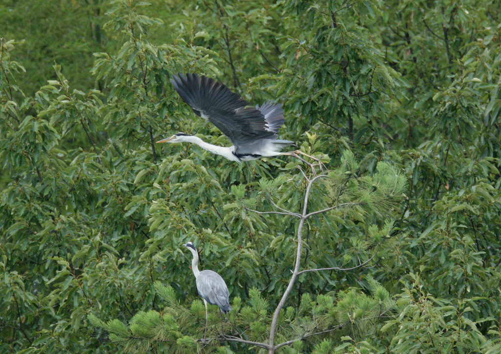 求愛ディスプレイ、その後