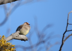 鳩胸(^-^)・・・