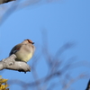 鳩胸(^-^)・・・