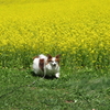 愛犬と菜の花畑(^-^)