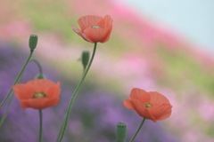 お花・・・