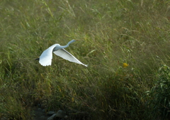 1.華麗なる瞬間・・・