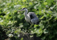 軽めのブルブル・・・⑧