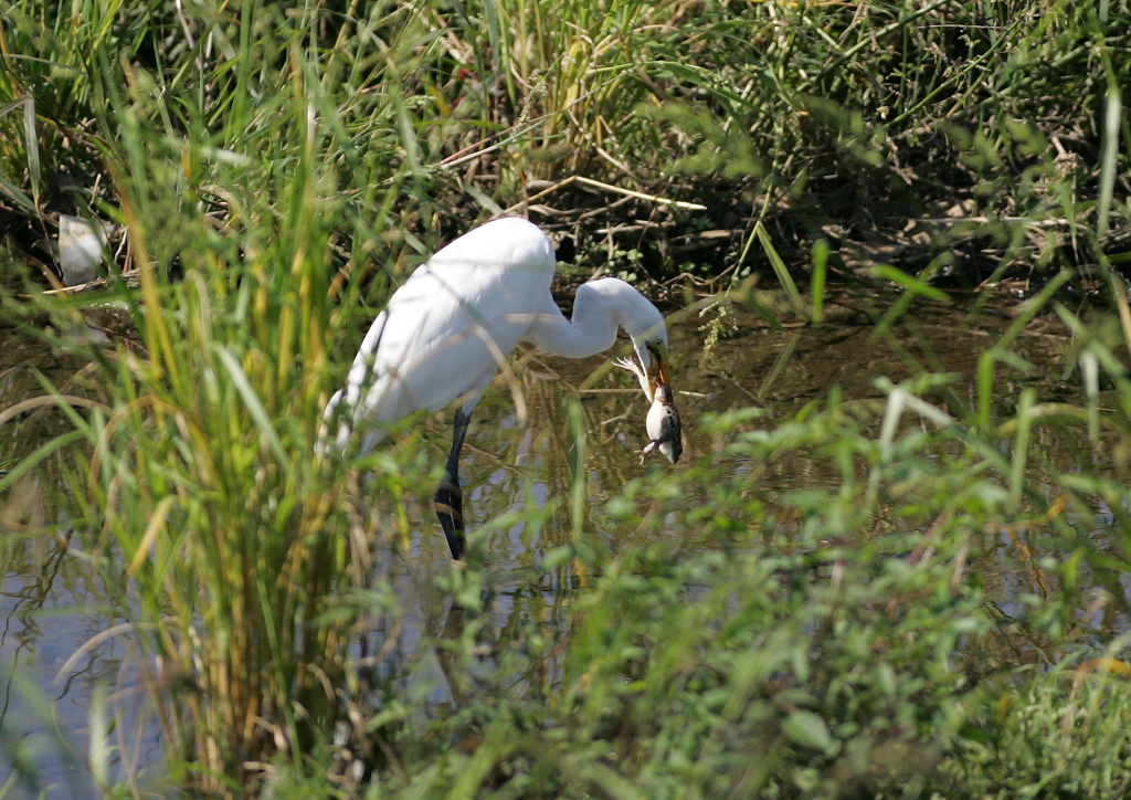 1.最後の抵抗・・・