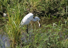 1.最後の抵抗・・・