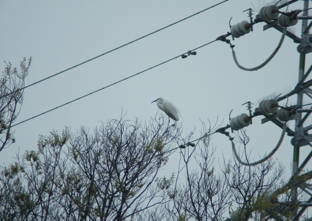 送電線の近くで・・・