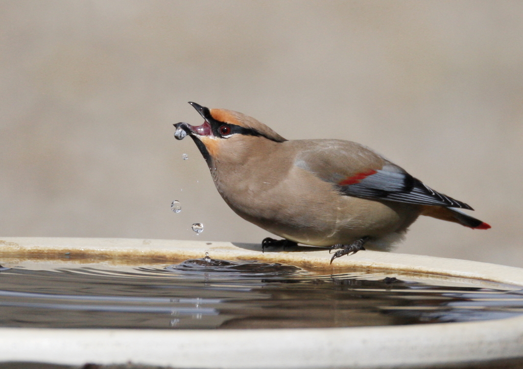 水飲み場⑤