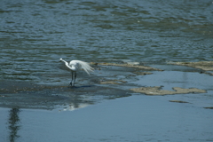 1.獲物に近づく・・・