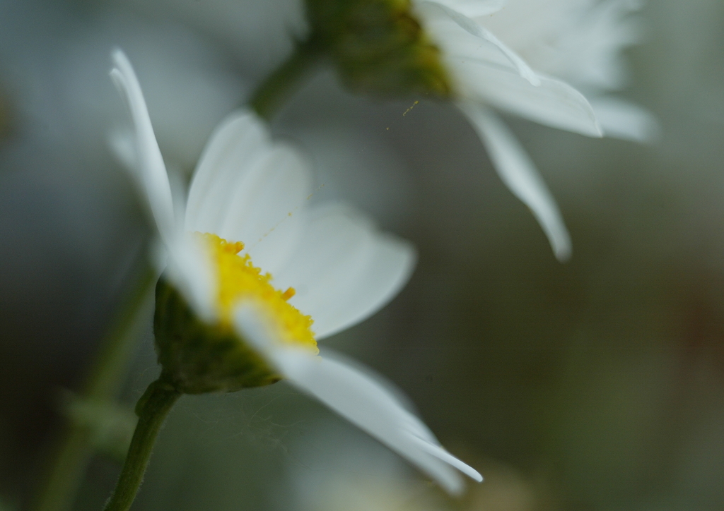白いお花・・・②