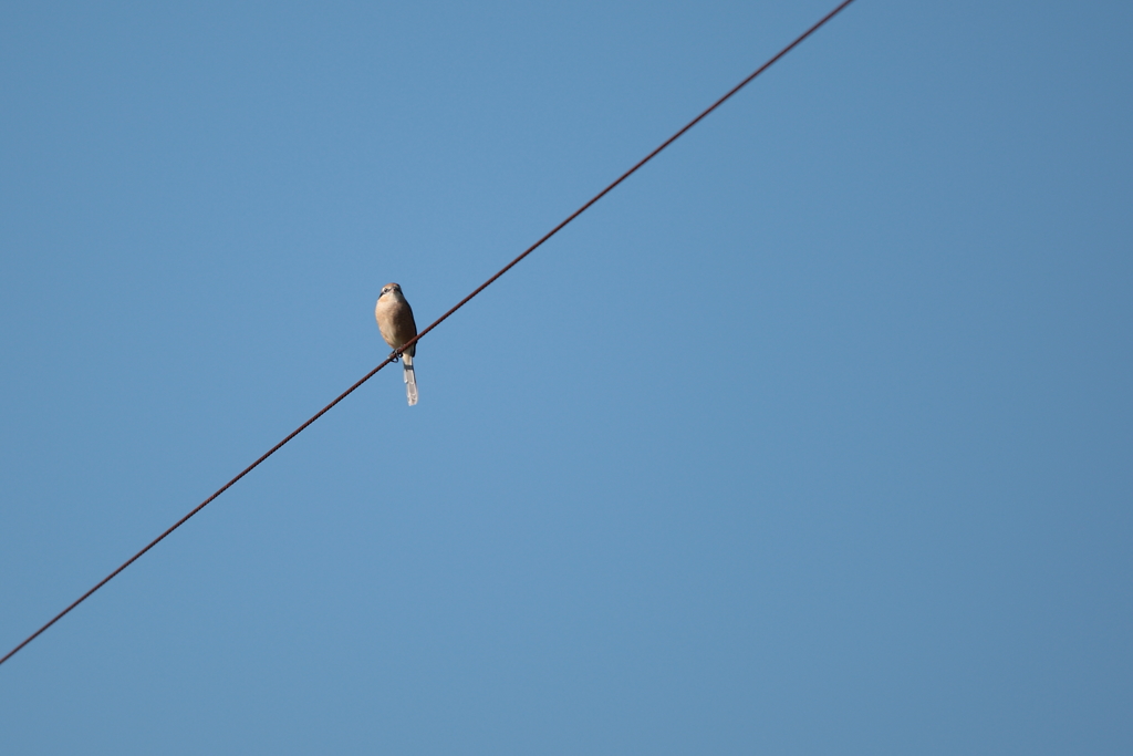 青空、電線、百舌鳥・・・