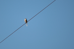 青空、電線、百舌鳥・・・