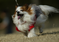 我が家の愛犬③　お疲れ編